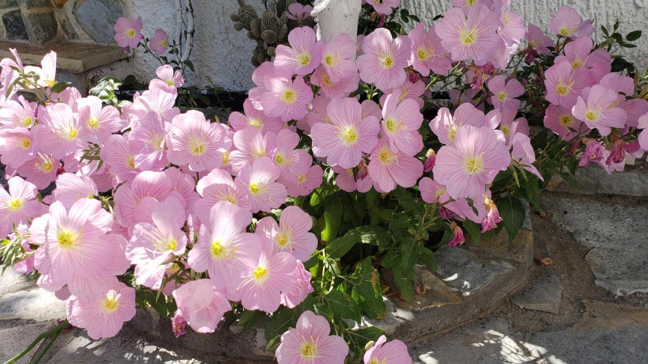 Vila Renato קסאמיל מראה חיצוני תמונה
